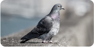 鳩