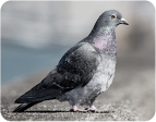 鳩